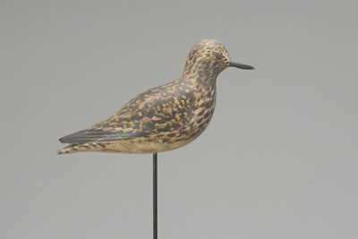 Golden Plover in Winter Plumage
