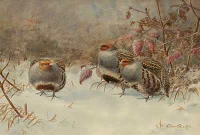 Partridges in Snow, 1917