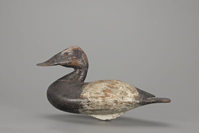 Canvasback Drake
