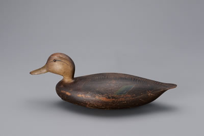 Black Duck