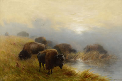 Grazing Buffalo (1905)
