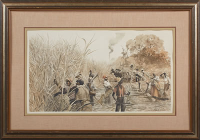 Harvesting Sugar Cane