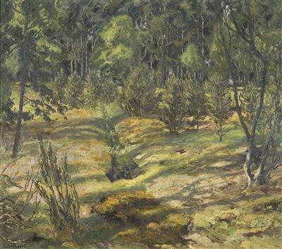 Sunshine in the Forest