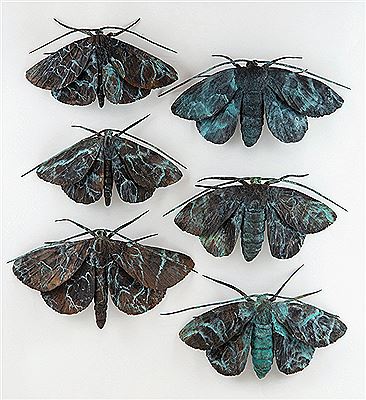 Lepidoptera