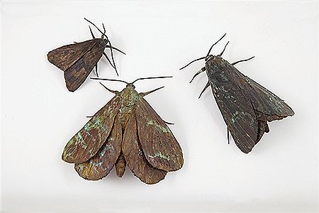 Sample artwork by Elizabeth Thomson (Born 1955), known for sculpture; painting - View similar artists and auction records