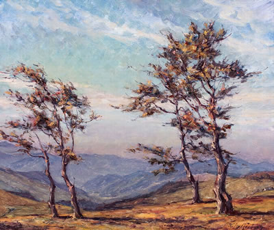 Wetterbuchen auf dem Schauinsland