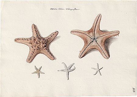 Asteria Nodosa - Warzenstern: Fünf Seesterne