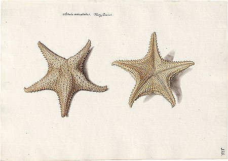 Asteria reticulata - Netzstern: Seestern von der Ober- und der Unterseite