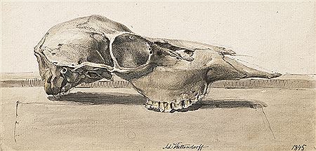 Studie eines Schafschädels by Johann Adolf Kittendorff - Auction record, sale price, and art valuation. Compare with similar artists and explore comparable artworks.