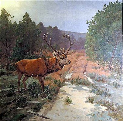 Prachtvoller Hirsch mit imposantem Geweih im Heideland.