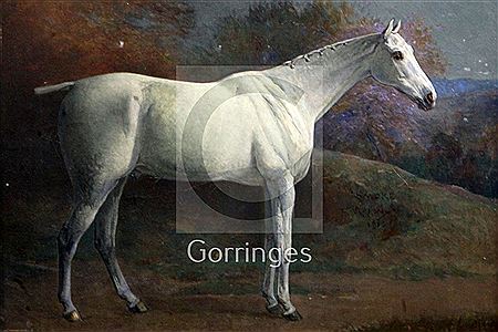 Portrait of a grey horse 'Smoke'