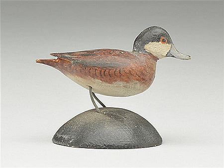 Miniature ruddy duck