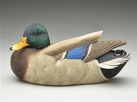 Important mallard drake