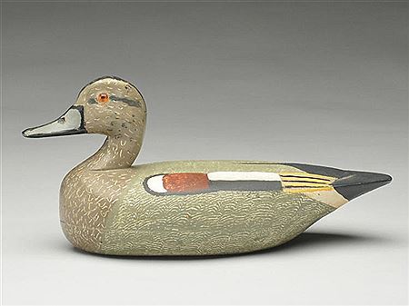 Gadwall drake