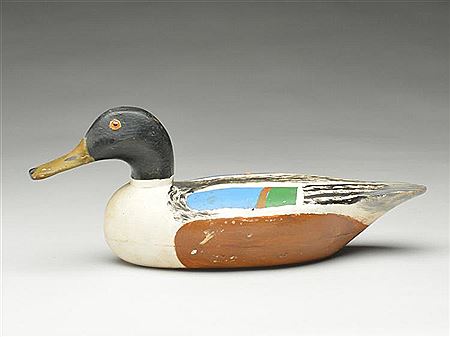 Shoveler drake