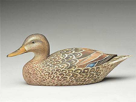 Mallard hen