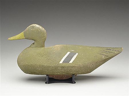 Extremely rare mallard hen