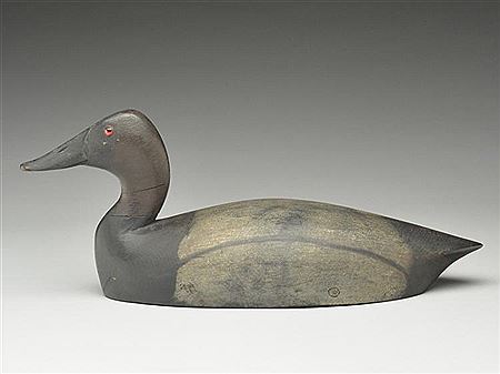Long body style canvasback drake