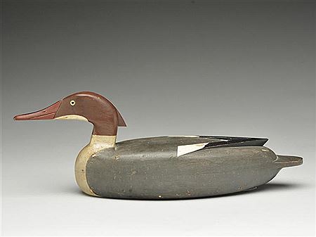 Rare merganser hen