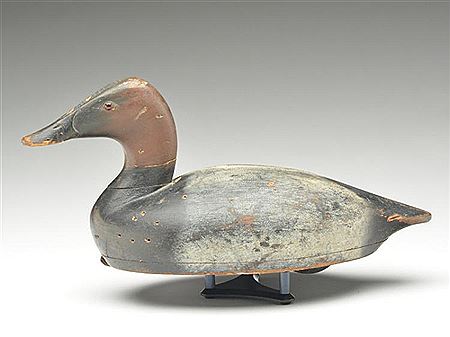 Short body style canvasback drake