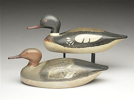 Excellent pair of mergansers