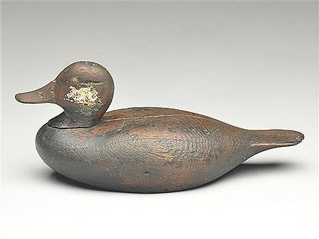 Rare ruddy duck