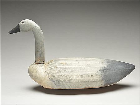 Rare immature swan