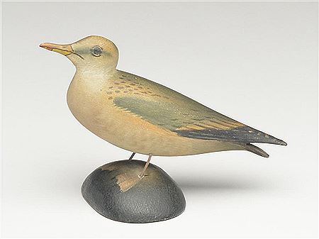 Rare miniature herring gull