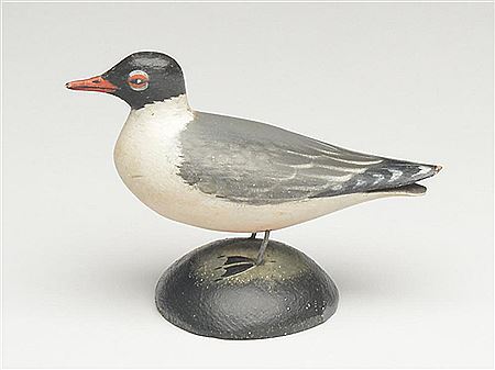 Miniature laughing gull