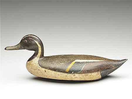 Pintail drake