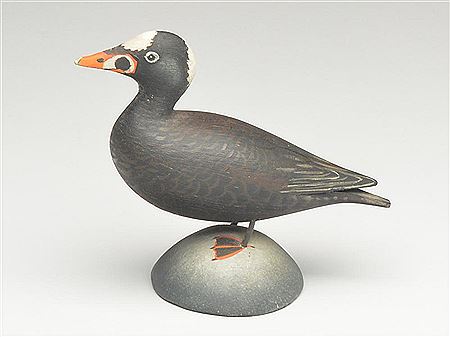 Larger than typical miniature skunk head scoter