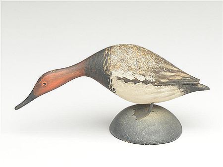 Larger than typical miniature canvasback drake