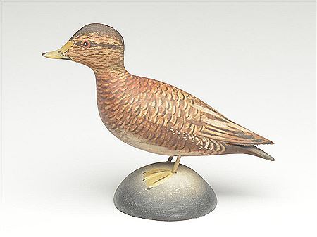 Larger than typical miniature eider hen