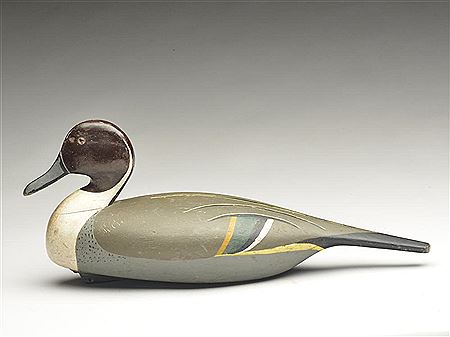 Exceptional pintail drake