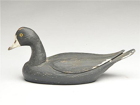 Small coot
