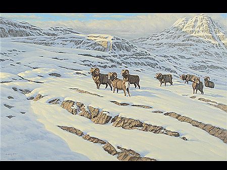 Bighorn sheep in the snow
