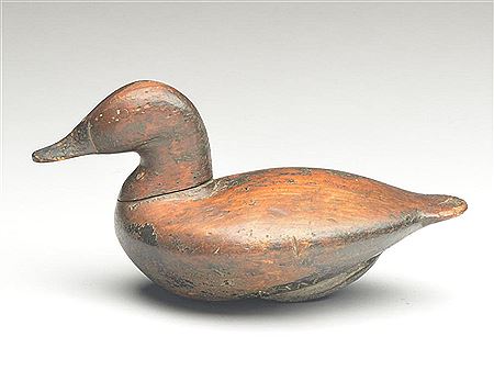 Rare ruddy duck