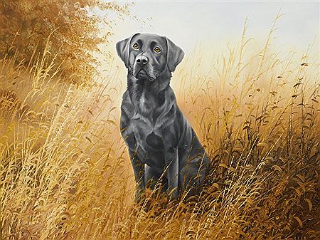 Black Labrador