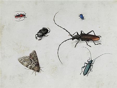 INSEKTENBILD MIT FÜNF KÄFERN UND EINEM NACHTFALTER