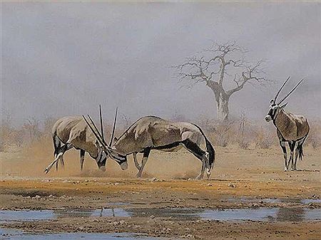 "Gemsbok - Noon Duel"