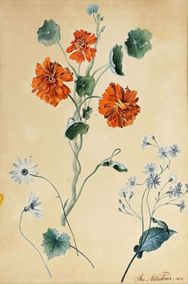 "Cinerarya"