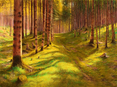 Lights in the Forest