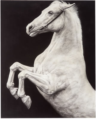 Horse 12
