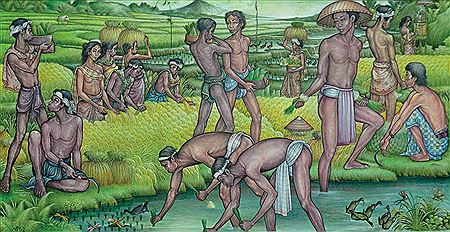 Aktifitas di Sawah