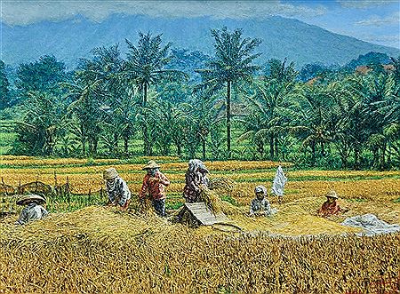 Panen Padi