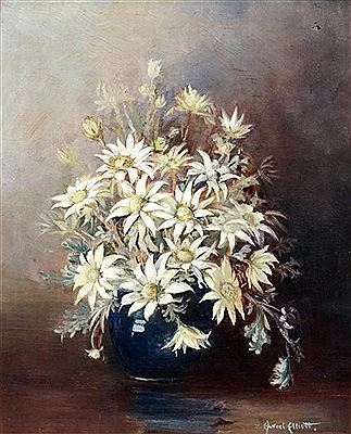 Flannel Flowers