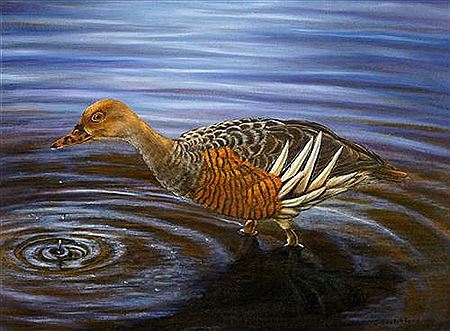 "Just a drop in the pond" (Plumbed Whistle Duck)