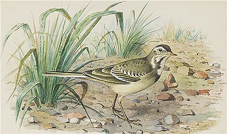 THRUSH; STONE CURLEW; GREY WAGTAIL and a HEAD, FEATHER AND CLAW STUDY (4) by Hendrik Gronvold - Auction record, sale price, and art valuation. Compare with similar artists and explore comparable artworks.