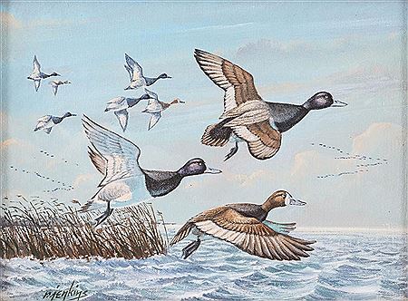 Lesser Scamp; Canvasbacks AND Great Horned Owl (3)