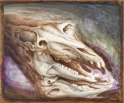 Skull, 1978